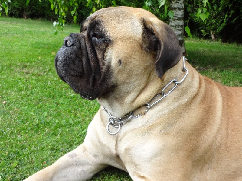 Notorious Biggie Bull Jlo