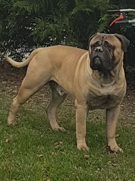 O leon Notorious Biggie Bull