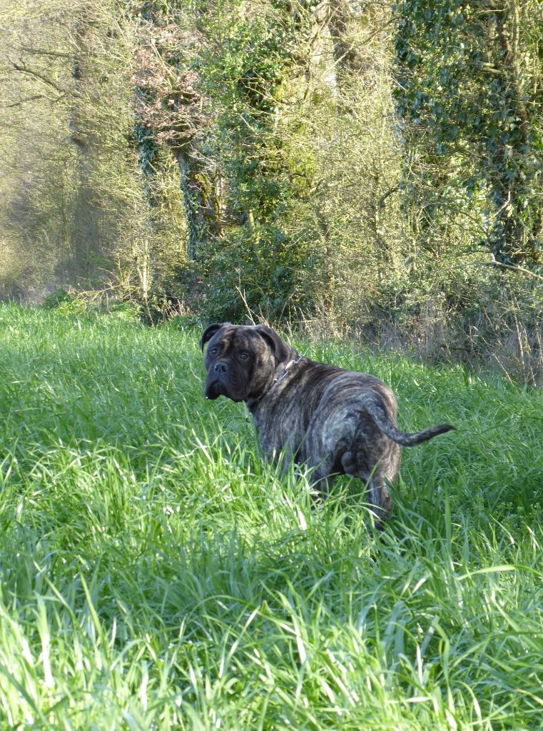 Notorious Biggie Bull New georges