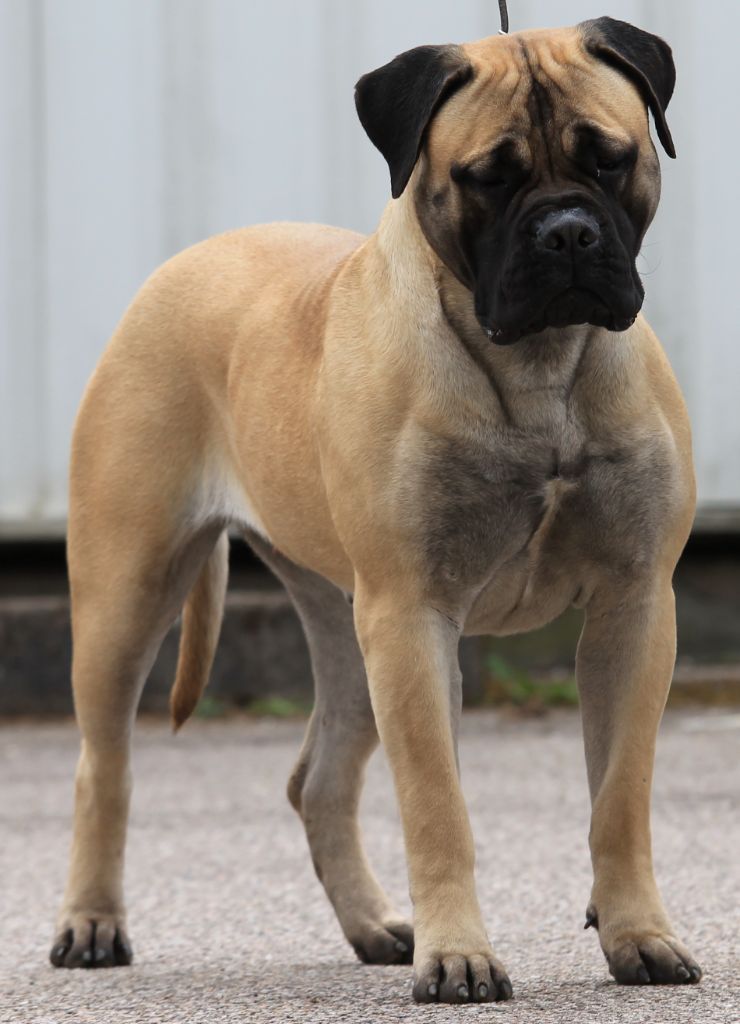 Notorious Biggie Bull Ronda rousey