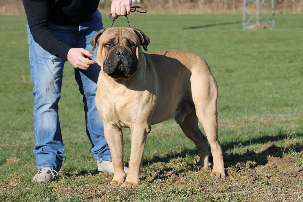 Notorious Biggie Bull Proud tiboug