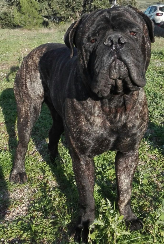 Notorious Biggie Bull Peps
