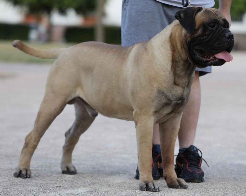 CH. Notorious Biggie Bull Ruff ryders