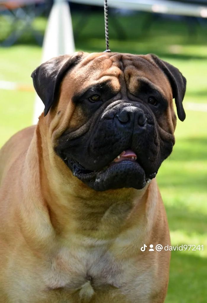 CH. Notorious Biggie Bull Tiago silva