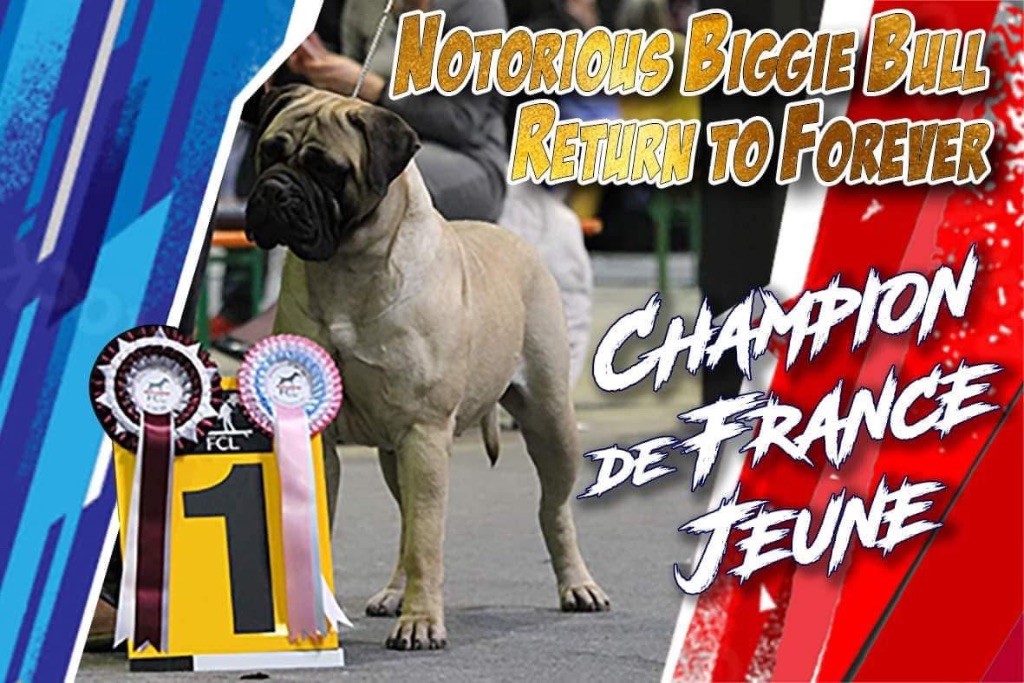 CH. Notorious Biggie Bull Return to forever
