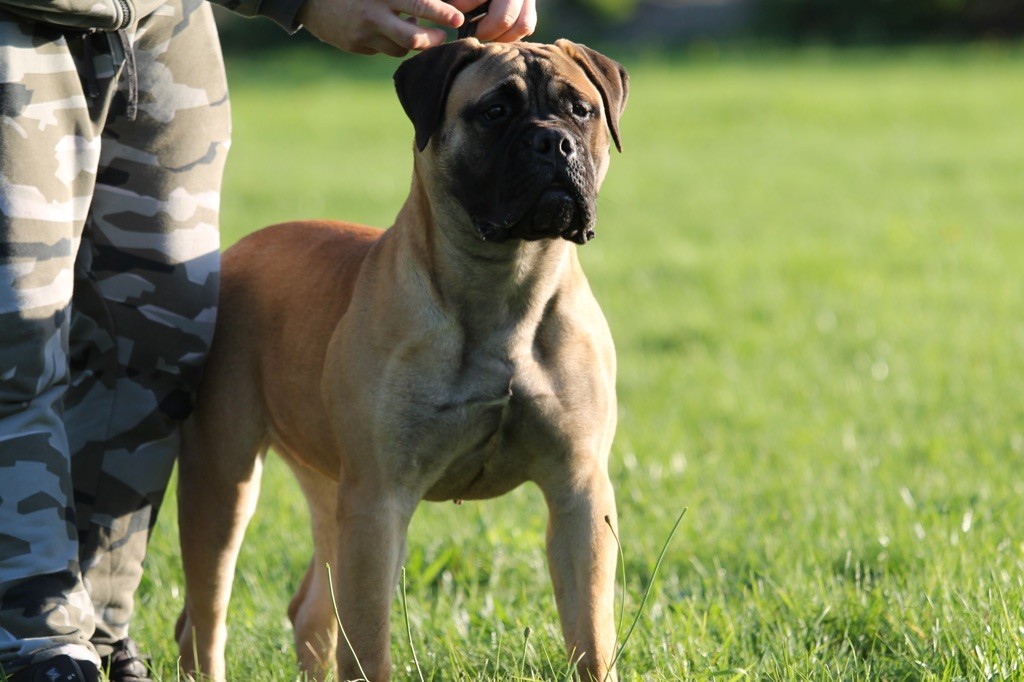 CH. Notorious Biggie Bull Tyler bonnie