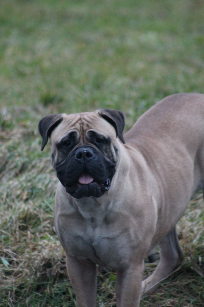 Notorious Biggie Bull - male trouvé pour ma lol saillie prévu la semaine prochaine