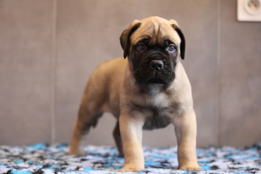 Notorious Biggie Bull - Chiots disponibles - Bullmastiff