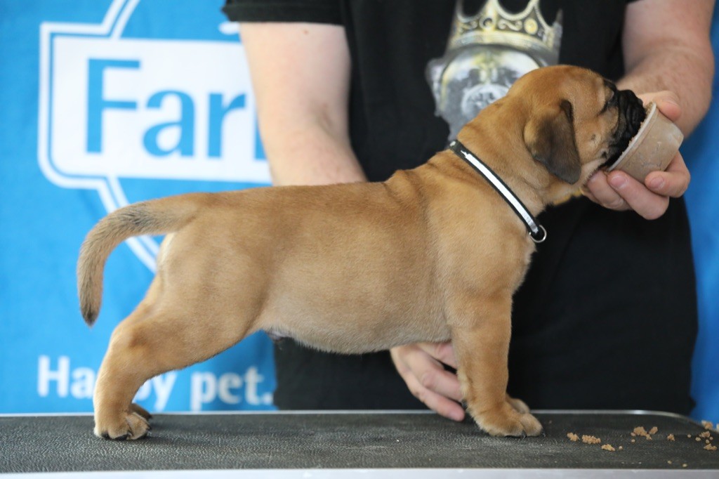 Notorious Biggie Bull - Chiots disponibles - Bullmastiff