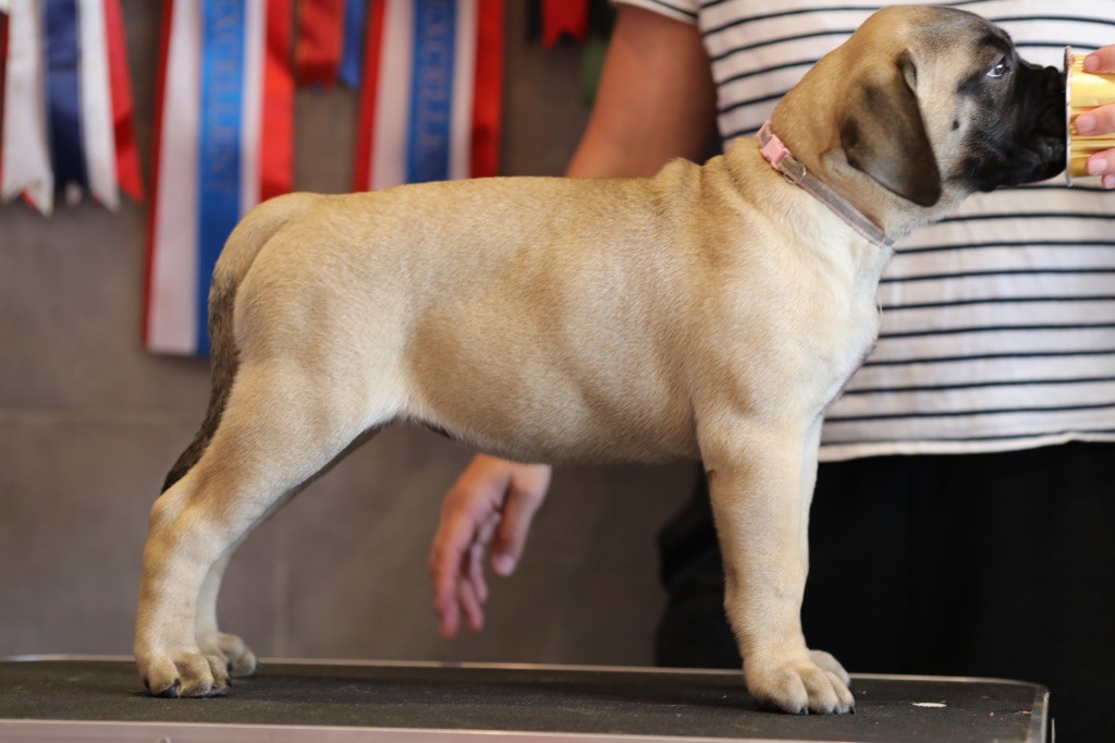 Notorious Biggie Bull - Chiots disponibles - Bullmastiff