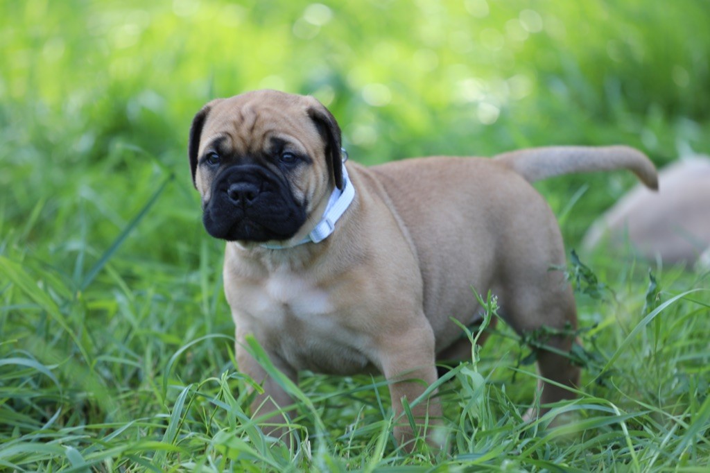 Notorious Biggie Bull - Chiots disponibles - Bullmastiff