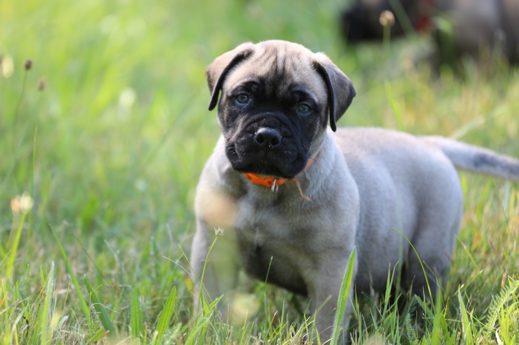 Notorious Biggie Bull - Chiots disponibles - Bullmastiff