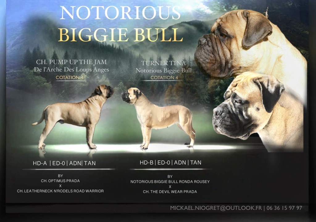 Notorious Biggie Bull - Bullmastiff - Portée née le 27/04/2025