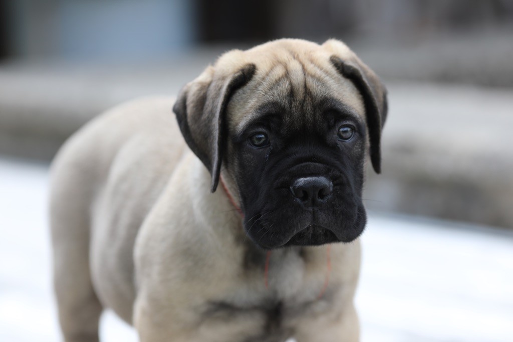 Notorious Biggie Bull - Chiots disponibles - Bullmastiff