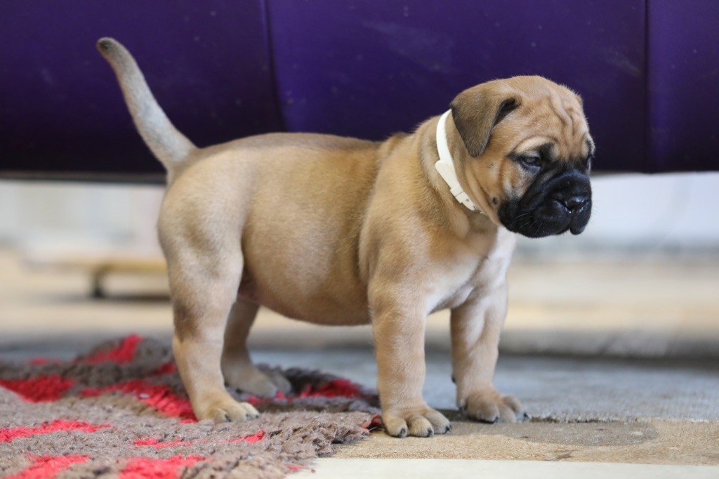 Notorious Biggie Bull - Chiots disponibles - Bullmastiff