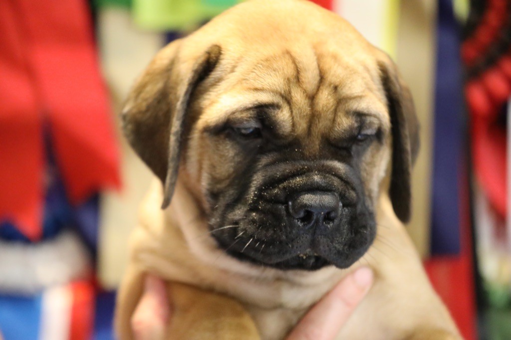 Notorious Biggie Bull - Chiots disponibles - Bullmastiff