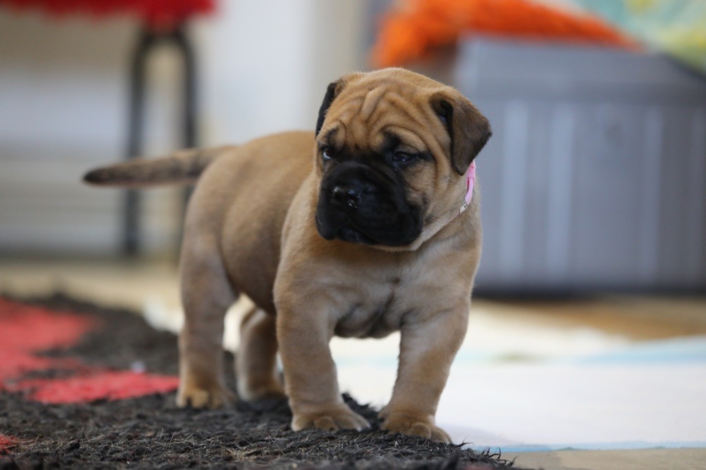 Notorious Biggie Bull - Chiots disponibles - Bullmastiff