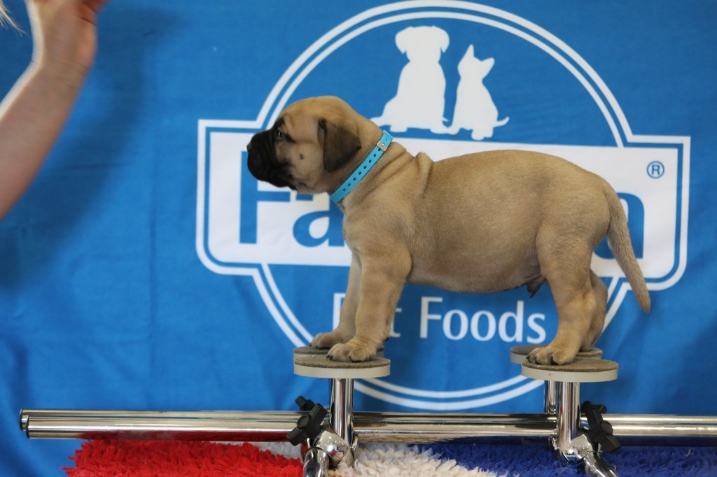 Notorious Biggie Bull - Chiots disponibles - Bullmastiff