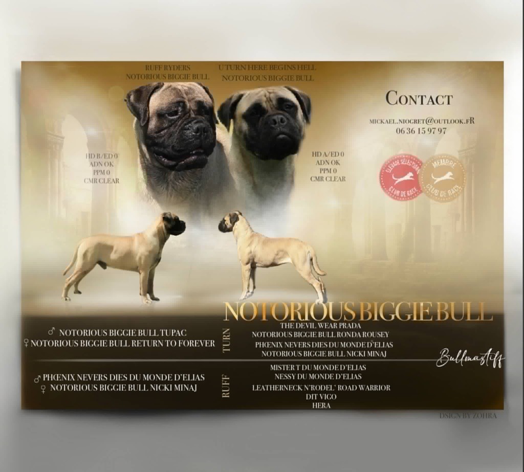 Notorious Biggie Bull - Bullmastiff - Portée née le 02/06/2025