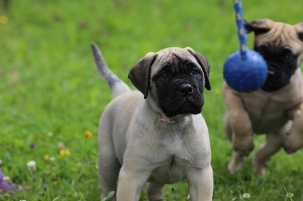 Notorious Biggie Bull - Chiots disponibles - Bullmastiff