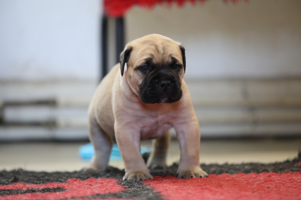 Notorious Biggie Bull - Chiots disponibles - Bullmastiff