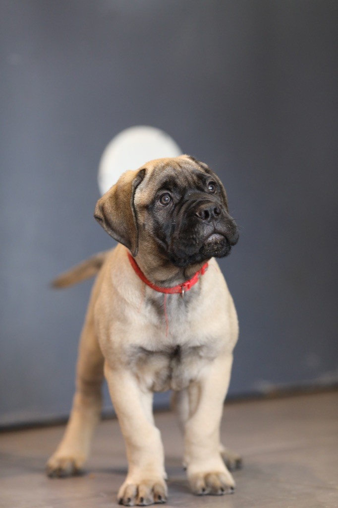 Notorious Biggie Bull - Chiots disponibles - Bullmastiff
