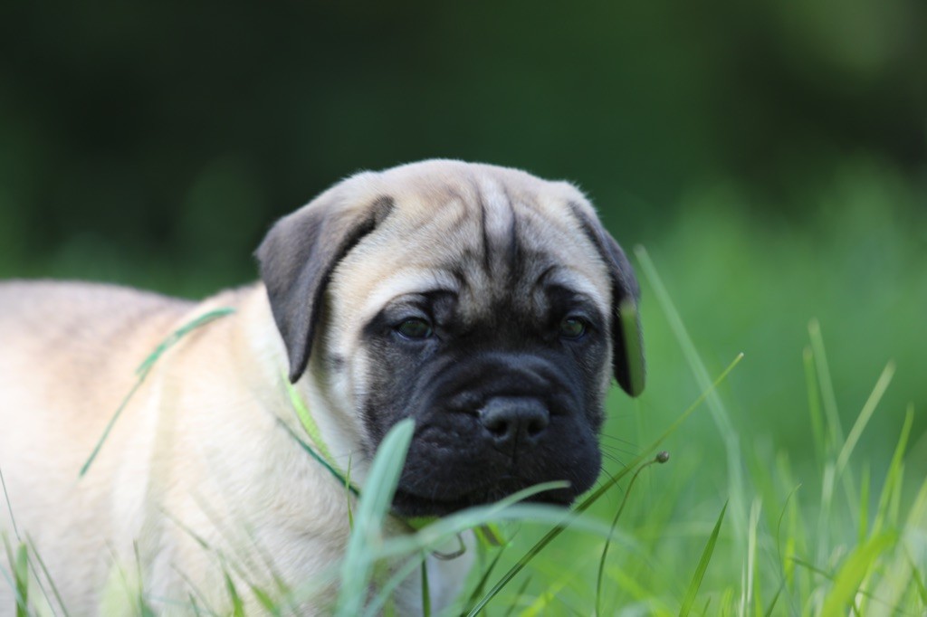 Notorious Biggie Bull - Chiots disponibles - Bullmastiff
