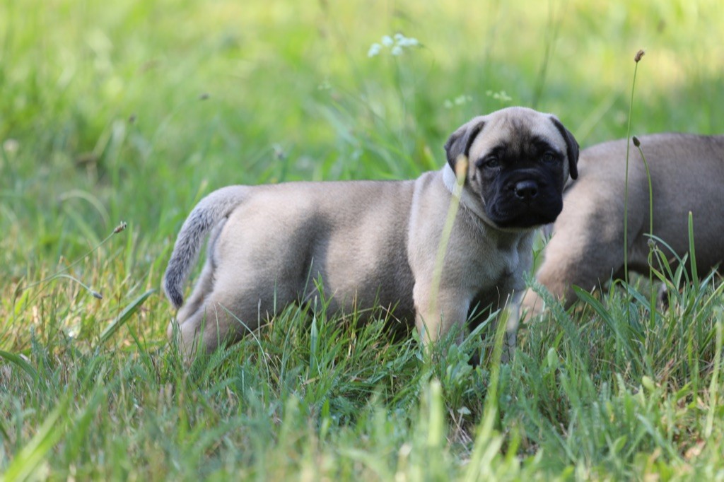 Notorious Biggie Bull - Chiots disponibles - Bullmastiff