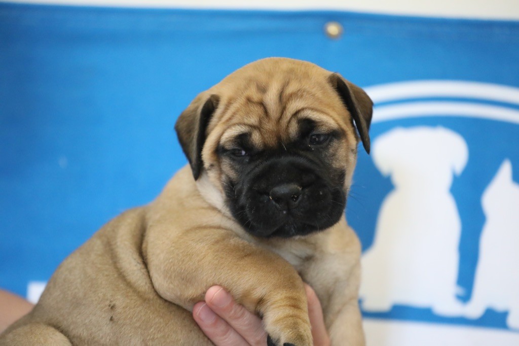 Notorious Biggie Bull - Chiots disponibles - Bullmastiff