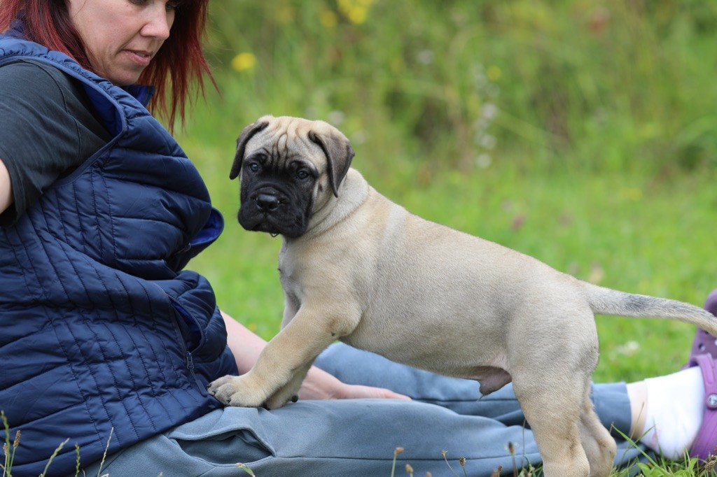Notorious Biggie Bull - Chiots disponibles - Bullmastiff
