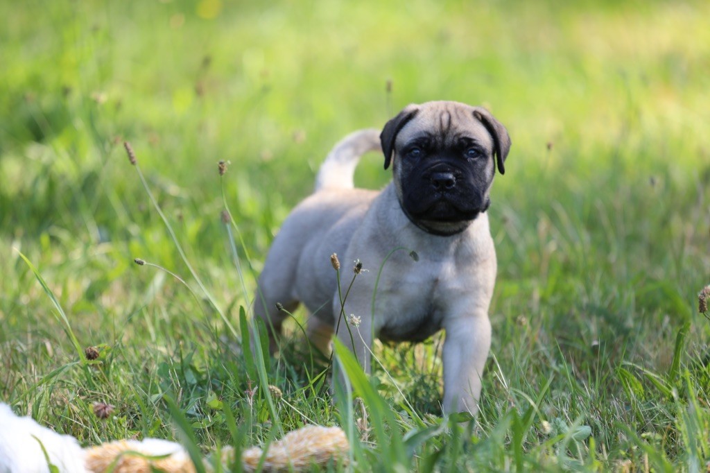 Notorious Biggie Bull - Chiots disponibles - Bullmastiff