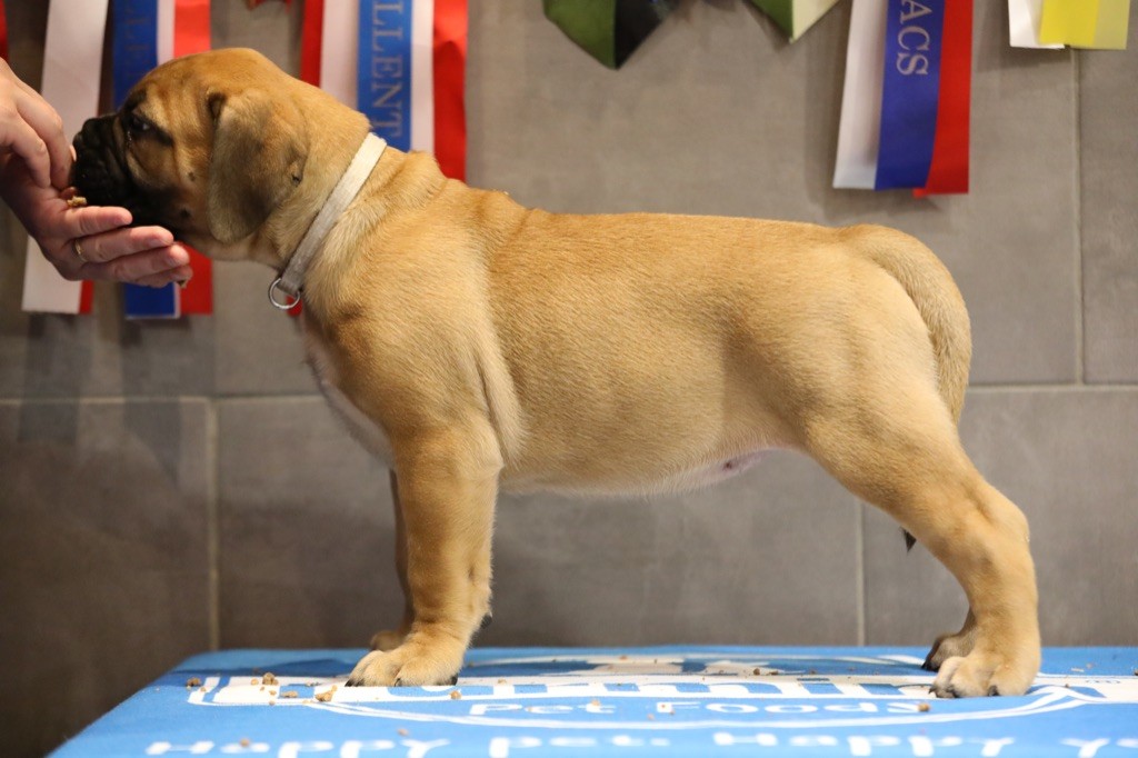 Notorious Biggie Bull - Chiots disponibles - Bullmastiff