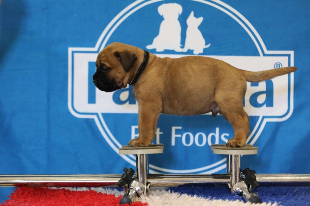 Notorious Biggie Bull - Chiots disponibles - Bullmastiff