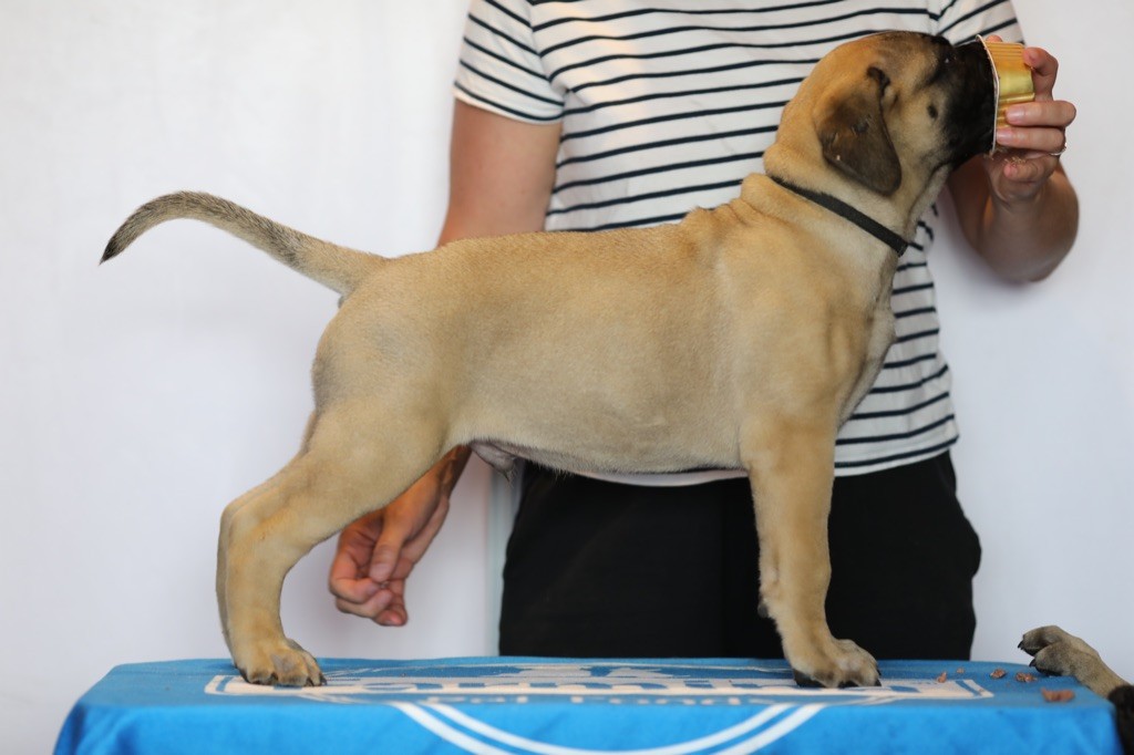 Notorious Biggie Bull - Chiots disponibles - Bullmastiff