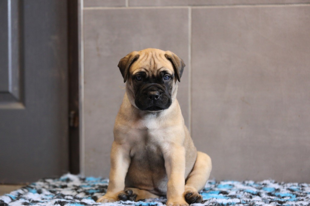Notorious Biggie Bull - Chiots disponibles - Bullmastiff