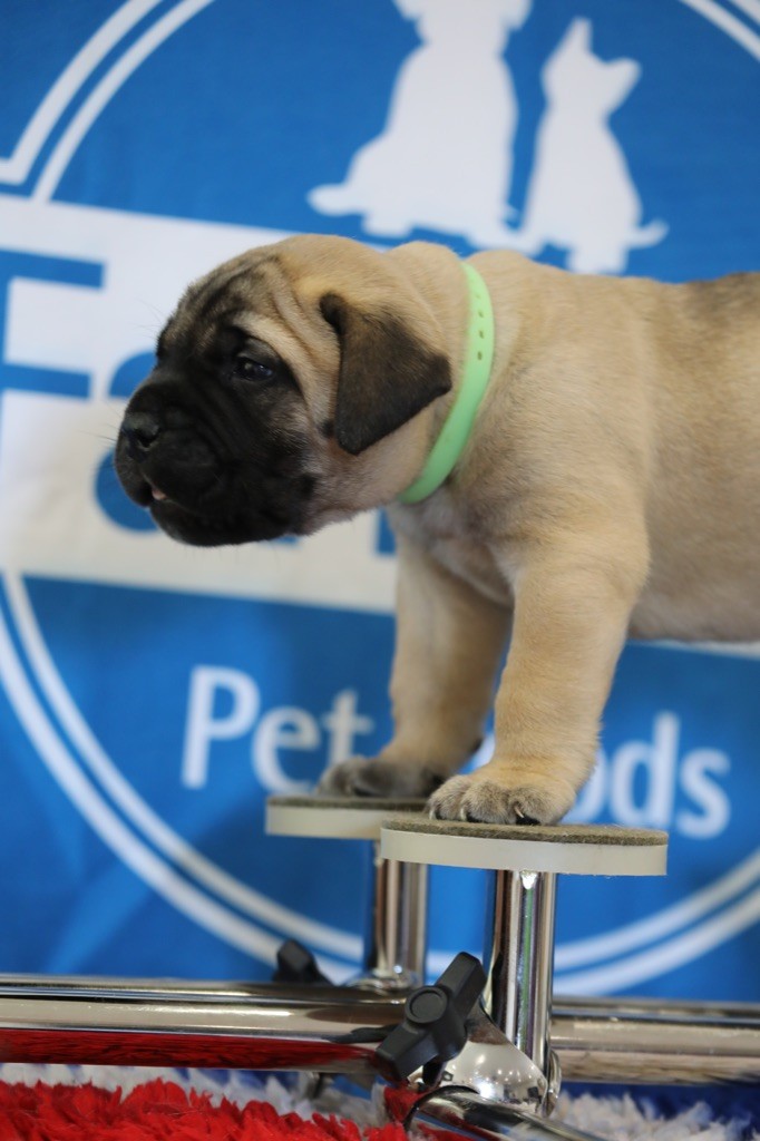 Notorious Biggie Bull - Chiots disponibles - Bullmastiff